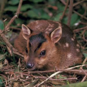 Muntjac Deer Fawn DM0135
