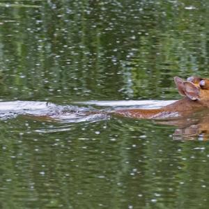 Muntjac Deer Swimming  DM0661