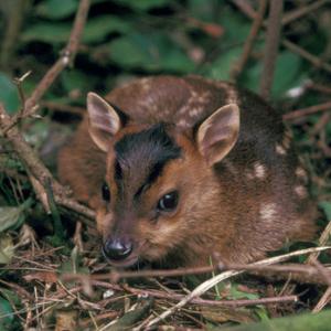 Muntjac Fawn DM0660