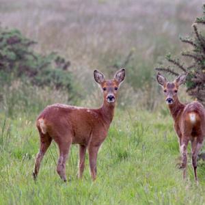 Pair of Young Roe Deer DM1154