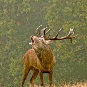 Red  Deer Stag DM0136