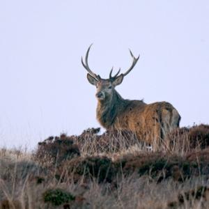 Red stag, Islay 2