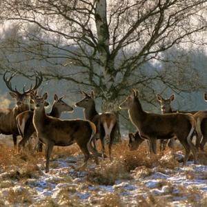 Red Deer  DM0665