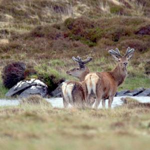 Red Deer 2 2010