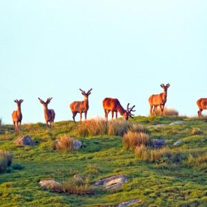 Red Deer 2010