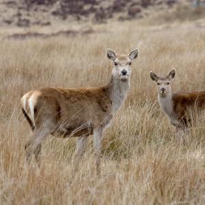 Red Hind and Calf  Jura  1   2010