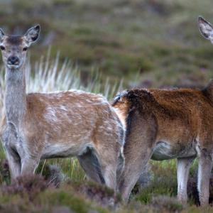 Red Hinds, N Uist 3