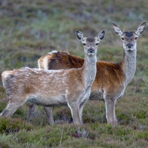 Red Hinds, N Uist 4