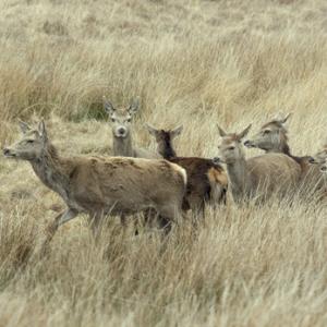 Red Hinds and Calves  Jura  1   2010