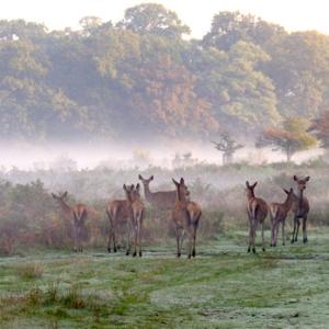 Red Hinds and Calves in the Mist