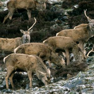 Red Deer Scotland DM0666