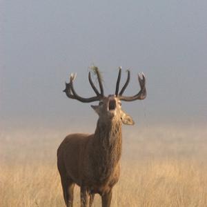Red Stag in Mist