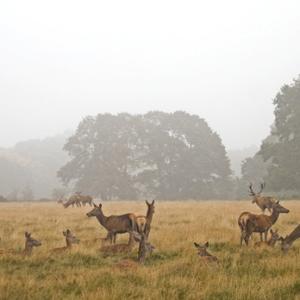 Deer