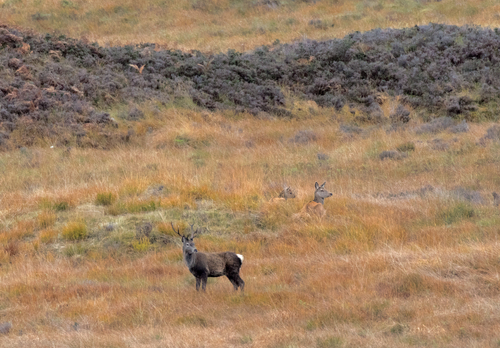 British Mammals