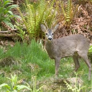 Roe Deer  Buck DM0682