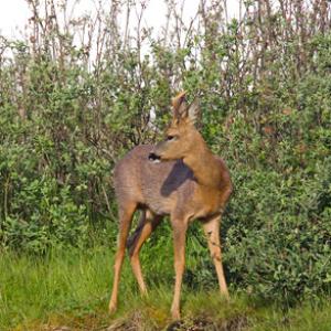 Roe Deer  Buck DM1133