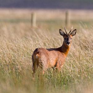 Roe Deer  Buck DM1141