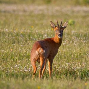 Roe Deer  Buck DM1142