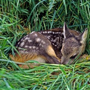 Roe Fawn
