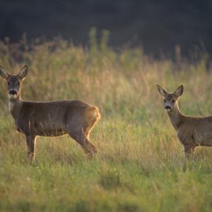 Roe Deer 2 DM0120