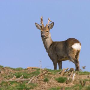 Roe Deer Buck Cleaning Antlers DM0138