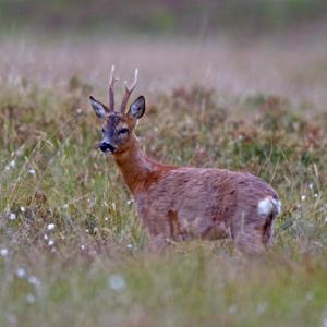 Roe Deer Buck DM0047