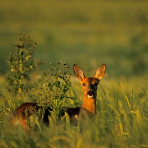Roe Deer Buck DM0649