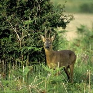 Roe Deer Buck DM0651