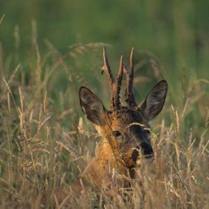 Roe Deer Buck DM0652