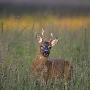 Roe Deer Buck DM0653