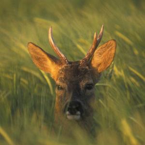 Roe Deer Buck DM0684