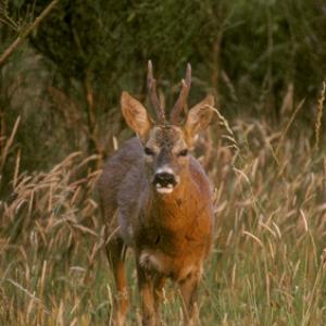 Roe Deer Buck DM0685