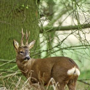 Roe Deer Buck DM0687