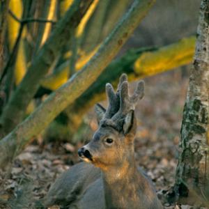 Roe Deer Buck DM06890
