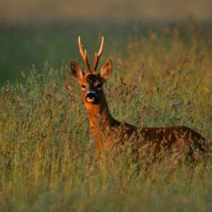 Roe Deer Buck DM0689