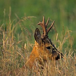 Roe Deer Buck DM0691