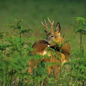 Roe Deer Buck DM0692