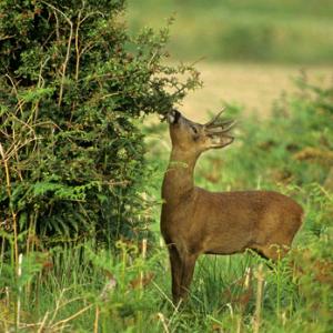 Roe Deer Buck DM0693