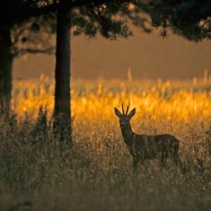 Roe Deer Buck DM0694