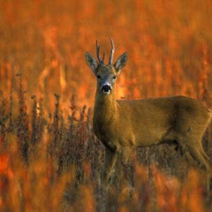 Roe Deer Buck DM0697