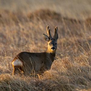 Roebuck Islay 1 2010