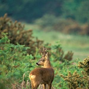 Roedeer 1