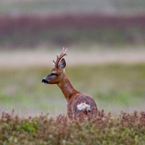 Roe Deer Buck DM1107