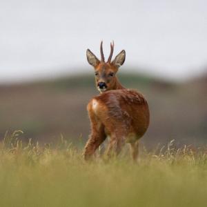 Roe Deer Buck DM1114