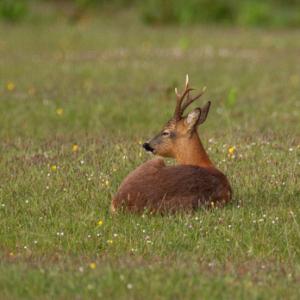 Roe Deer Buck DM1118