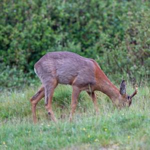 Roe Deer Buck DM1122