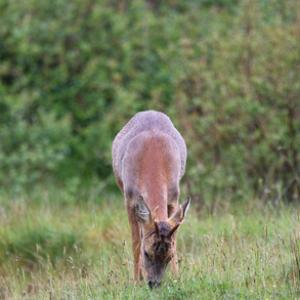 Roe Deer Buck DM1126
