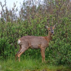 Roe Deer Buck DM1129