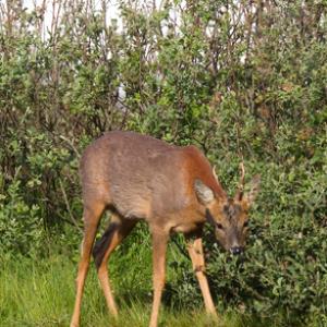 Roe Deer Buck DM1134