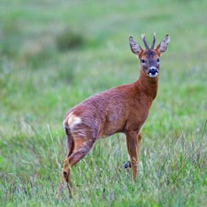 Roe Deer Buck DM1137